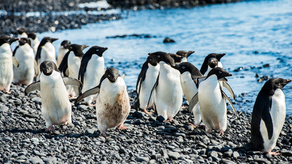 It's Adelie penguins (Pygoscelis adeliae) on the coast of the ocean in Antarctica