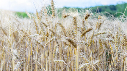 Ripe wheat field. Golden ripened wheat ears before harvesting.