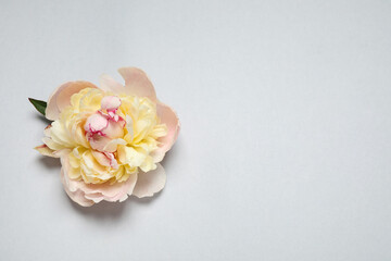 Beautiful beige peony on light grey background, top view. Space for text