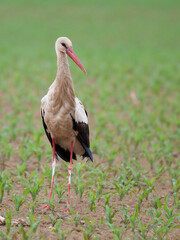 White stork (Ciconia ciconia).Big white bird with long red beak and legs, white body and black edge of the wings. Bird standing on the field on which corn grows (Zea mays).Scene from wild nature    