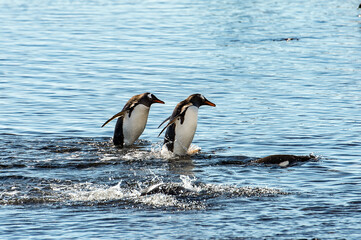 Fototapeta premium It's Adelie penguin (Pygoscelis adeliae) play in the water looking for the fish