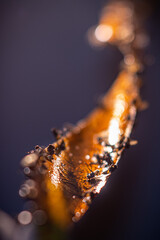 Primo piano di carta moschicida con mosche