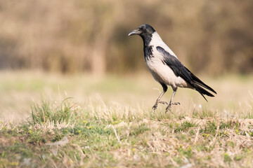 Hooded crow (Corvus cornix), medium size bird with black head and wings, and with grey body. Moment of bird jump. Diffused background  consist of flowers growing on field. Scene from wild nature.   