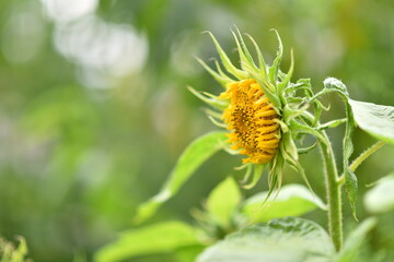 Close up of beautiful sunflowers in the garden