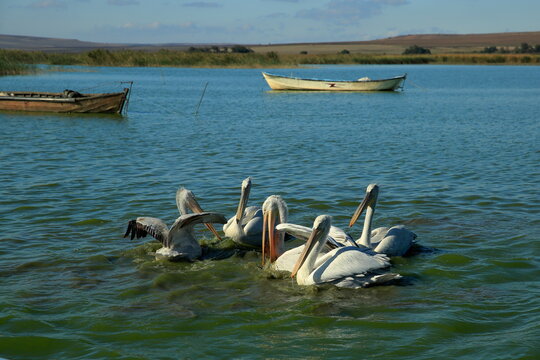 Manyas Lake. The lake on the shore of the Bereketli village is a natural shelter for many bird populations. A view of the fishermen's boats from the lake.
Bandirma, Turkey