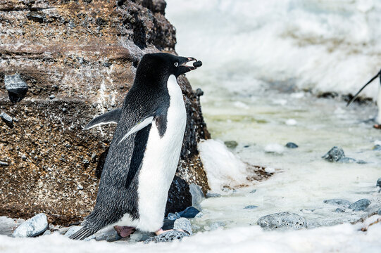 Adeliepinguin Bilder Durchsuchen 5,921 Archivfotos,