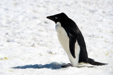 Fototapeta premium It's Adelie penguin (Pygoscelis adeliae) on the snow