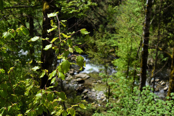 Naturlandschaft in der Schweiz 7.5.2020