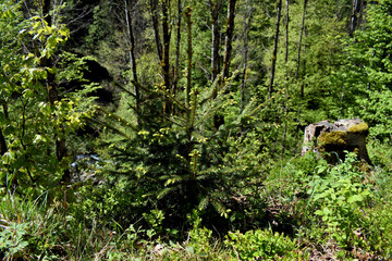 Naturlandschaft in der Schweiz 7.5.2020