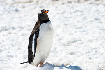 It's Close up of a Gentoo Penguin (Pygoscelis papua) in Antarctica on the white snow