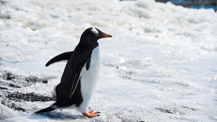 Fototapeta premium It's Portrait of a Gentoo Penguin (Pygoscelis papua) in Antarctica