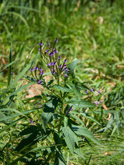 Isolated purple flowers on a green plant