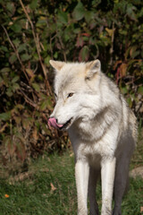 Wolf looking for prey