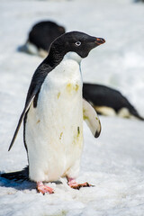 Obraz premium It's Adelie penguin (Pygoscelis adeliae) in Antarctica