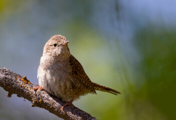 House Wren