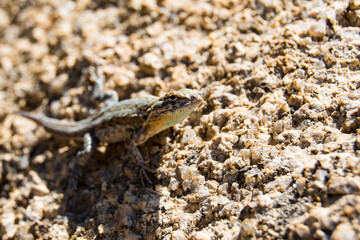 lizard on the stone