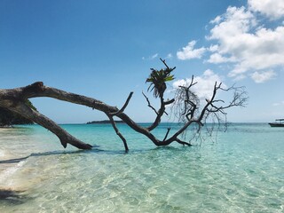 Fallen tree in the sea