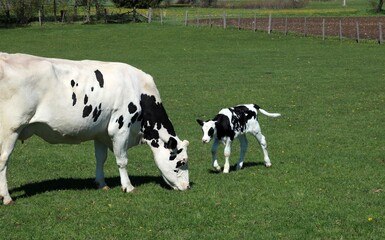 Newborn Holstein calf playing in the field running toward mother cow on a sunny day