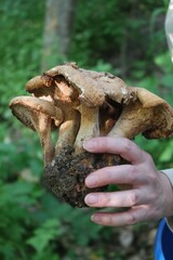 Old dry mushrooms in the hand