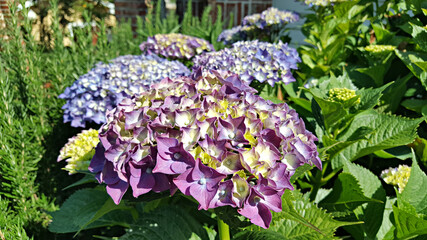 한국 제주도 수국