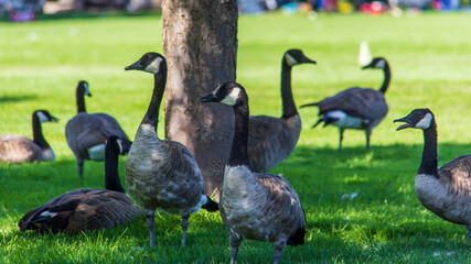 Geese gathered in the shade under a tree
