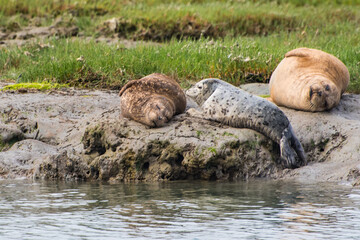 Sleepy Harbor Seals