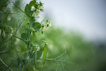 Healthy food. Selective focus on fresh bright green pea pods on a pea plants in a garden. Growing peas outdoors and blurred background. - 358174595