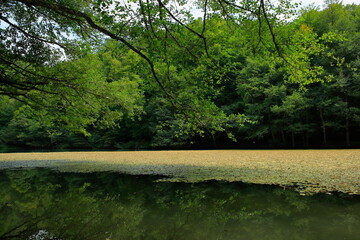 Yedigoller National Park. A lake view in a national park consisting of 7 lakes, which are formed as...