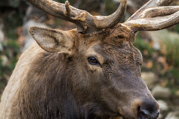 Male deer with big horns
