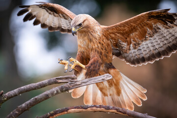Long legged buzzard (Buteo rufinus) landing on a branch in the Netherlands