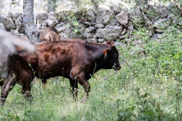 un becerro de toro de color marrón oscuro muy peludo