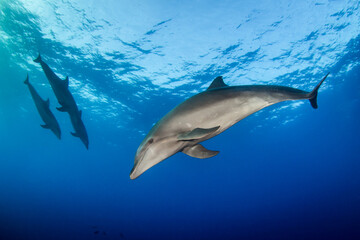 Naklejka premium dolphins underwater