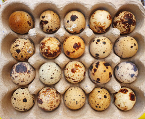 Obraz premium quail eggs in a cardboard container, 20 pieces