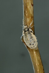 La femelle brachyptère du Bombyx étoilé (Orgya antiqua, Erebidae)