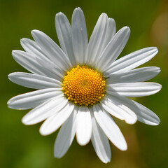 Fototapeta premium A magnificent daisy.