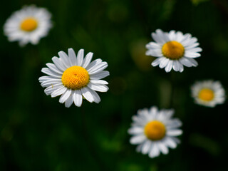 Fototapeta premium Picture of daises flying over the ground
