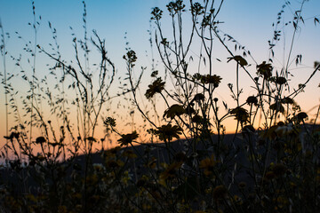 Flower Silhouette at Sunset 3