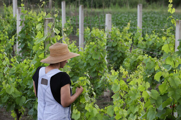 girl with straw hat in a vineyard