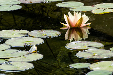 Water Lilly 3