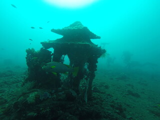 Fototapeta na wymiar Temple, plongée sous marine à Bali, Indonésie