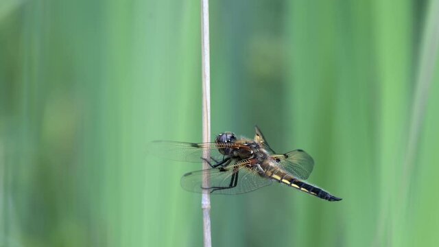 Four-spotted chaser (Libellula quadrimaculata) resting on a branch swaying in the wind. Shallow depth of field, colorful background.