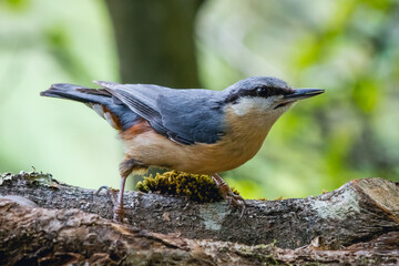 Trepador azul posado sobre las ramas mira receloso.