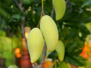 Green mangoes fruit hanging on a tree with green leaves background in an organic farm.