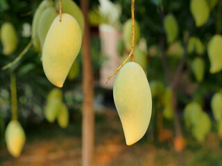Green mangoes fruit hanging on a tree with green leaves background in an organic farm.