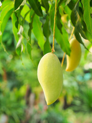 Green mangoes fruit hanging on a tree with green leaves background in an organic farm.