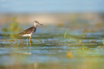 Wood sandpiper (Tringa glareola) is a small wader. Small bird with brown spotted body standing in the water and looking for some meal. Soft reflection on the water level. Evening light. Wild scene.  