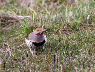 Northern Flicker