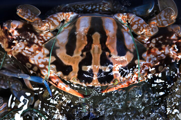 Fresh crab on ice with tied claws