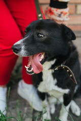 Black and white dog. Dog in the hands of a woman. The dog licks the mistress. Black dog with white spots. Assistance to homeless animals. Love for animals. Pets.