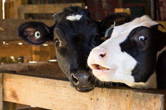 A couple of cows looking at the camera